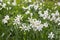 Wild narcissus flower narcissus poeticus on the Swiss Alps moutnain