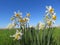 Wild narcissus flowers in sunny day