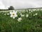 Wild narcissus in Logarghena in the Appenine mountains, Italy.