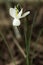 Wild narcissus triandrus or Angel`s tears flower