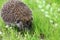 Wild, native, European hedgehog in woodland habitat, emerging from hibernation in Springtime with green moss and leaves. Hedgehog