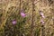 Wild Natural Cosmos Blossoms Against Orange Grass Background