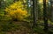 Wild natural forest in Autumn