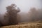 Wild natural forest in Autumn