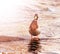 Wild nature, duck on the water, toned