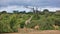 Wild nature. Impala and giraffe antelopes graze in lush green bushes.