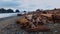 Wild nature at La Push Beach - travel photography