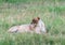 Wild Nature in Maasai Mara National Reserve in Kenya