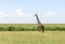 Wild Nature in Maasai Mara National Reserve in Kenya