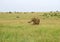 Wild Nature in Maasai Mara National Reserve in Kenya