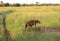 Wild Nature in Maasai Mara National Reserve in Kenya