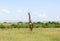 Wild Nature in Maasai Mara National Reserve in Kenya