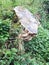 Wild nature overgrown tree stump