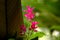 Wild nature and Pink Flowers.