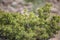 Wild nature shrub of Junipers are coniferous in the genus Juniperus in the field