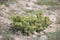 Wild nature shrub of Junipers are coniferous in the genus Juniperus in the field