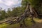 Wild nature in Tierra del Fuego National Park, Argentina