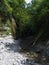 Wild nature with trees, plants, stream and rocks. A small stream in the gorge of the mountain canyon in the summer