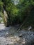 Wild nature with trees, plants, stream and rocks. A small stream in the gorge of the mountain canyon in the summer