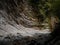 Wild nature with trees, plants, stream and rocks. A small stream in the gorge of the mountain canyon in the summer