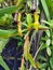 Wild nepenthes, carnivorous plant hanging on a banana tree in the tropical island of Mahé island, Seychelles