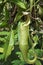 Wild Nepenthes mirabilis Pitcher carnivorous flytrap plant