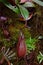 Wild Nepenthes & x28;pitcher plants or monkey cups& x29; found along the hiking trail to Mount Kota Kinabalu Peak, Sabah, Malaysia