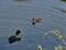 Wild nestling bird fulica atra on lake background