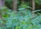 Wild nettle growing in forest