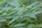 Wild nettle growing in forest