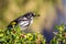 Wild New Holland Honeyeater in a Bush, Sunbury, Victoria, Australia, February 2019