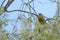 Wild New Zealand Bellbird