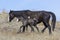 Wild newborn colt in mother in the plains