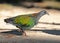 Wild Nicobar pigeon on Similan islands
