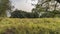 Wild Nilgai antelopes graze on a green meadow in the jungle.