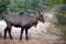 Wild Nilgai or Boselaphus tragocamelus