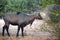 Wild Nilgai or Boselaphus tragocamelus