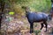 Wild Nilgai or Boselaphus tragocamelus