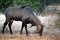 Wild Nilgai or Boselaphus tragocamelus