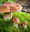 Wild noble mushrooms in forest