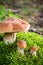 Wild noble mushrooms in forest