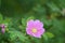 Wild Nootka Rose in the sunshine with insects