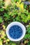 Wild Northern berries of juicy blueberries are collected in a bucket in a bucket among the dense vegetation.