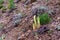 Wild Northern cactus succulent grows on chalk soil on the slope of the forest in the wild tundra