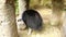 Wild Northern Cassowary Feeding on a Berry Tree in Bali, Indonesia. A Casuarius Unappendiculatus eats fruit from a