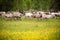 Wild northern deers crossing the flower field, Norway