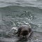 Wild Northern fur seal Callorhinus ursinus on Tuleniy island n