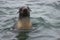 Wild Northern fur seal Callorhinus ursinus on Tuleniy island n