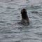 Wild Northern fur seal on Tuleniy island near Sakhalin