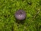 Wild Northern purple-colored milk-cap mushroom, Lactarius trivialis, close-up in moss, selective focus, shallow DOF